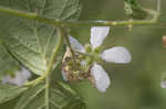 Northern dewberry